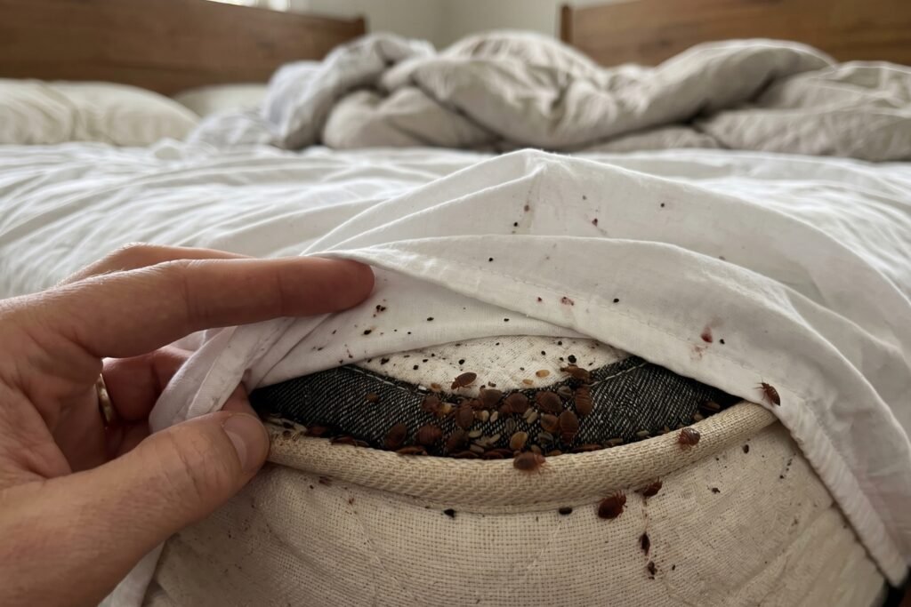 Cómo se ven las chinches en la cama