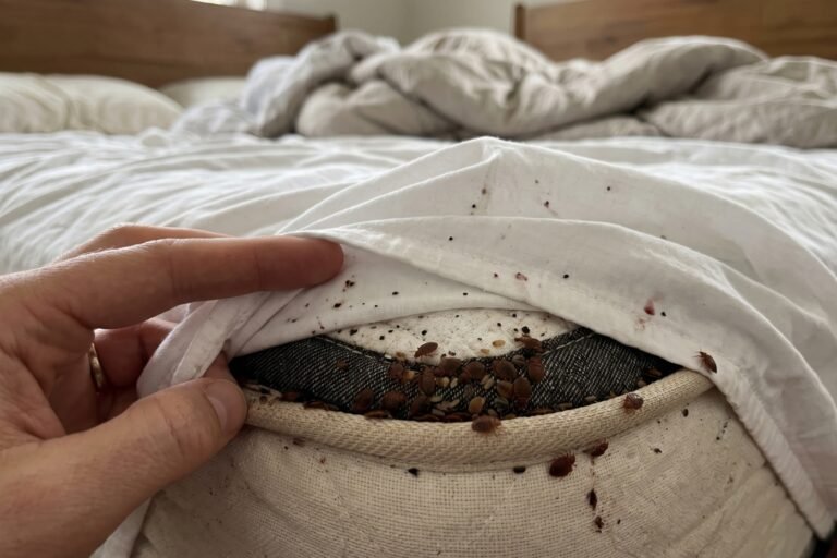 Cómo se ven las chinches en la cama